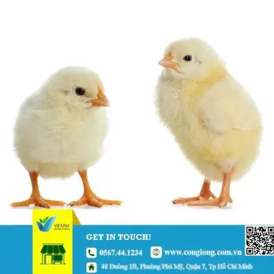 Top 5+ Địa Chỉ Đặt Gà Cúng Quận 8 Uy Tín, Giao Tận Nơi Chất Lượng Nhất