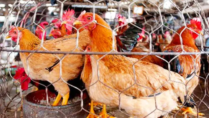 Top 3 Đơn Vị Cung Cấp Gà Cúng Ngon, Uy Tín Nhất Tại Thủ Đức, Gò Vấp, Bình Thạnh