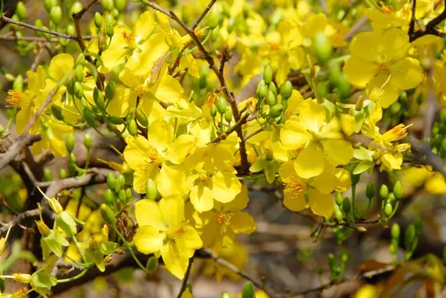 Review Chi Tiết: Top 5 Làng Bánh Phát Tài Cúng Tết Ngon Nhất 2026