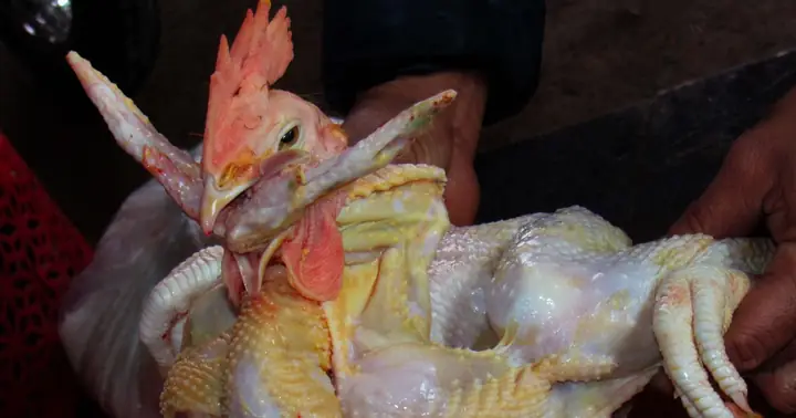 Nghệ An: Dịch Vụ Làm Gà Cúng Tết Tăng Giá Gấp Đôi Vẫn Đắt Khách