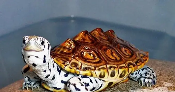 Giải Mã Ý Nghĩa Điềm Báo Mơ Bắt Được Rùa: Tâm Linh, Tâm Lý & Con Số