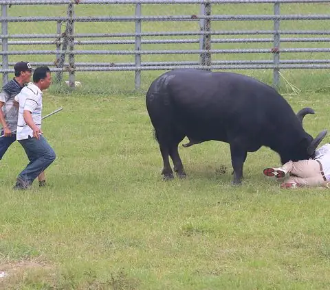 Giải Mã Chi Tiết Điềm Báo Nằm Mơ Thấy Trâu Húc Và Những Con Số May Mắn