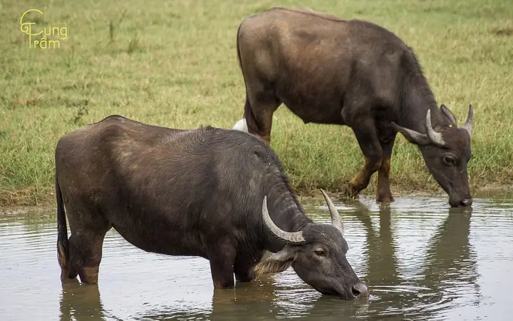 Giải Mã Chi Tiết Điềm Báo Nằm Mơ Thấy Trâu Húc Và Những Con Số May Mắn