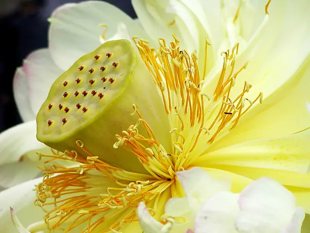 Đức Phật Cúng Dường Đồ Ăn Mặn: Những Góc Nhìn Văn Hóa Và Tôn Giáo Cần Biết