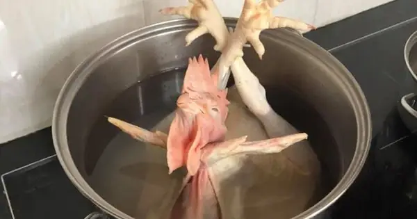 Gà Cúng Bị Đen Đầu: Nguyên Nhân, Ý Nghĩa Và Cách Khắc Phục Hiệu Quả