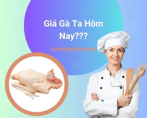 Giá Gà Ta Hôm Nay Bao Tiền 1kg? Cập Nhật Giá Gà Ta Mới Nhất