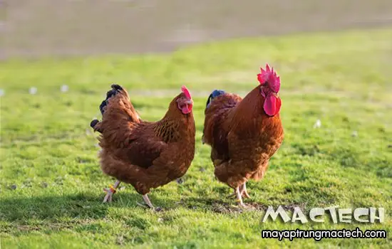 Gà Trống Thiến Có Cúng Được Không? Giải Đáp Chi Tiết Từ Góc Nhìn Văn Hóa & Thực Tiễn