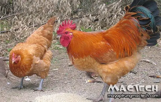 Gà Trống Thiến Có Cúng Được Không? Giải Đáp Chi Tiết Từ Góc Nhìn Văn Hóa & Thực Tiễn