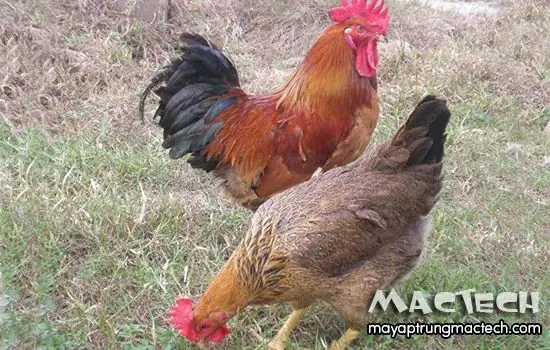 Gà Trống Thiến Có Cúng Được Không? Giải Đáp Chi Tiết Từ Góc Nhìn Văn Hóa & Thực Tiễn