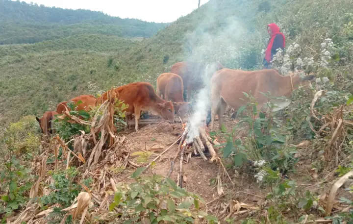 Người Dân Quây Bạt, Đốt Lửa Giữ Ấm Cho Trâu Bò - Báo Phụ Nữ