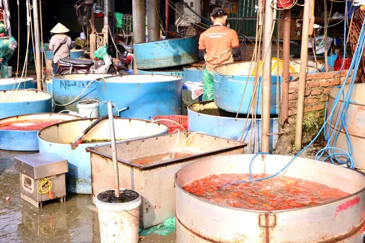 Giá Cá Chép Cúng Ông Táo Năm 2026: Thực Trạng Và Những Lưu Ý Quan Trọng Cho Người Mua