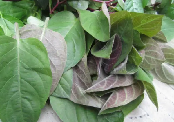 Lá Mơ Lông: Giải Mã Toàn Tập Giá Trị Phong Thủy Và Cách Sử Dụng Hiệu Quả