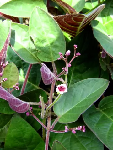 Lá Mơ Lông: Giải Mã Toàn Tập Giá Trị Phong Thủy Và Cách Sử Dụng Hiệu Quả