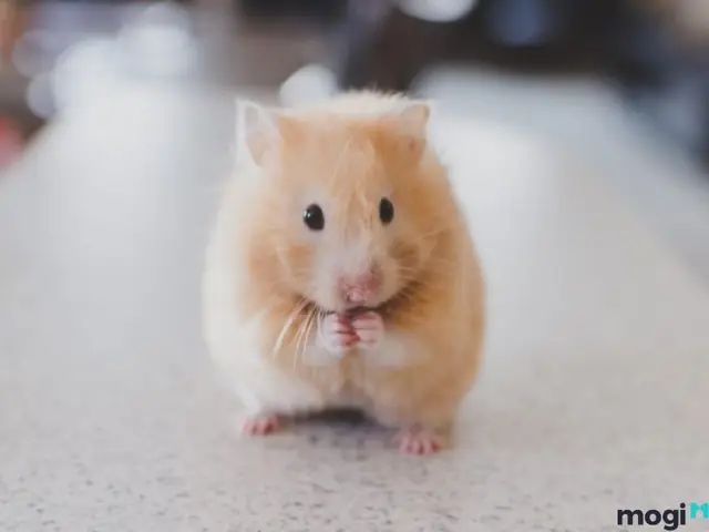 Giải Mã Giấc Mơ Thấy Chuột: Điềm Báo Tốt Hay Xấu Và Những Con Số May Mắn