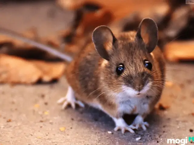 Giải Mã Giấc Mơ Thấy Chuột: Điềm Báo Tốt Hay Xấu Và Những Con Số May Mắn