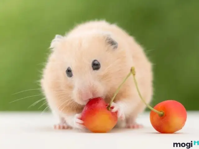 Giải Mã Giấc Mơ Thấy Chuột: Điềm Báo Tốt Hay Xấu Và Những Con Số May Mắn