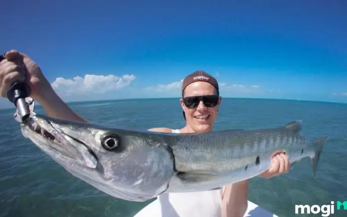 Giải Mã Giấc Mơ Bắt Cá: Điềm Báo, Ý Nghĩa Tâm Linh Và Các Con Số May Mắn