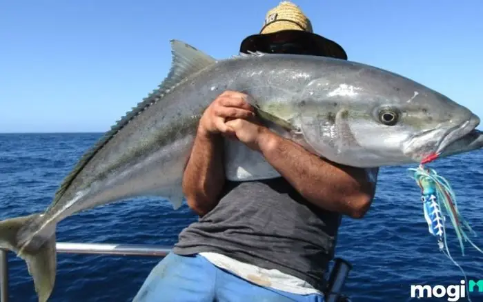 Giải Mã Giấc Mơ Bắt Cá: Điềm Báo, Ý Nghĩa Tâm Linh Và Các Con Số May Mắn