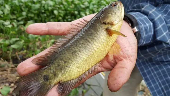 Giải Mã Giấc Mơ Bắt Được Nhiều Cá Rô: Điềm Báo Tốt Hay Xấu?