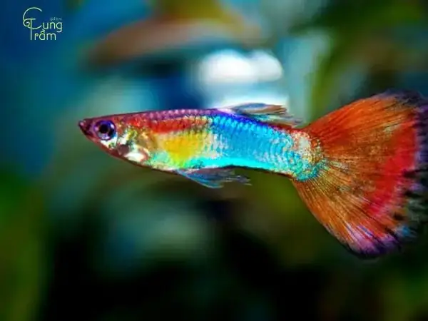 Giải Mã Giấc Mơ Bắt Được Nhiều Cá Rô: Điềm Báo Tốt Hay Xấu?