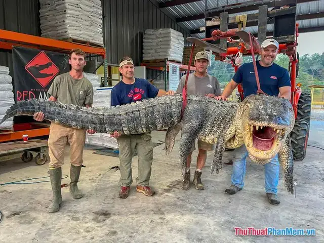 Giải Mã Giấc Mơ Bắt Được Nhiều Cá Rô: Điềm Báo Tốt Hay Xấu?