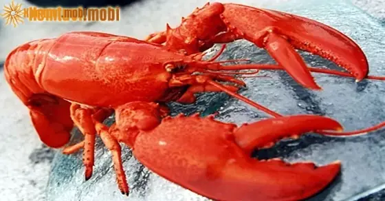 Giải Mã Giấc Mơ Bắt Được Nhiều Tôm: Điềm Báo Gì Và Con Số May Mắn?