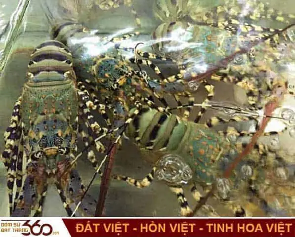 Giải Mã Giấc Mơ Bắt Được Nhiều Tôm: Điềm Báo Gì Và Con Số May Mắn?