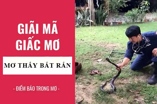 Giải Mã Giấc Mơ Thấy Bắt Rắn: Điềm Lành Hay Dữ Và Các Con Số May Mắn