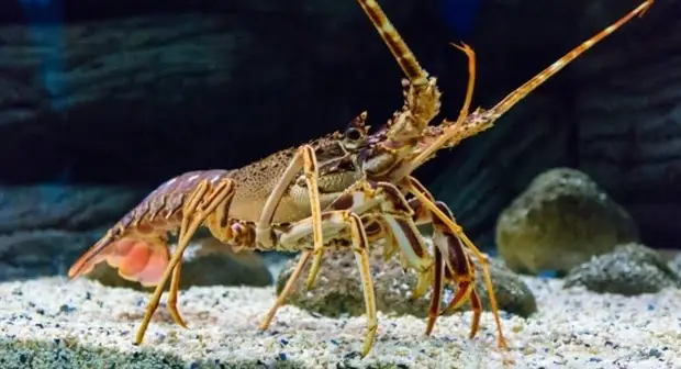 Giải Mã Giấc Mơ Bắt Tôm: Điềm Báo Gì Và Con Số May Mắn Liên Quan