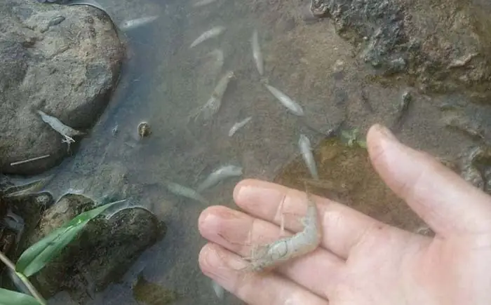 Giải Mã Giấc Mơ Bắt Tôm: Điềm Báo Gì Và Con Số May Mắn Liên Quan