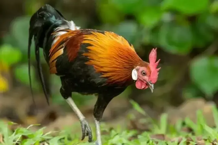 Giải Mã Giấc Mơ Bị Côn Trùng Cắn Chảy Máu: Điềm Báo Gì Và Cách Hóa Giải?