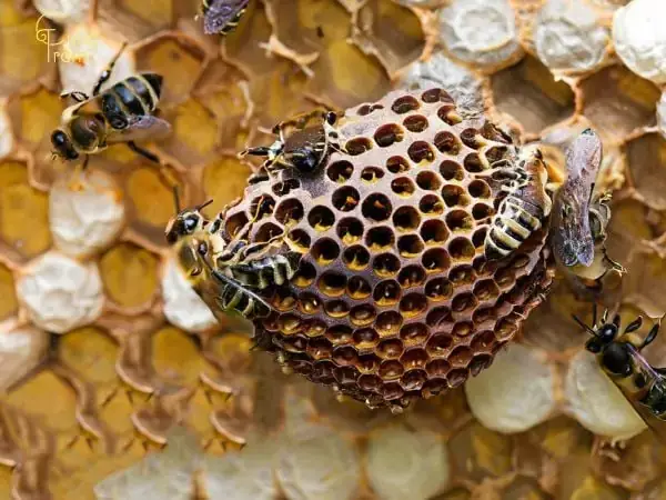 Giải Mã Giấc Mơ Bị Ong Đuổi: Điềm Báo Gì Và Ý Nghĩa Sâu Xa Đằng Sau?