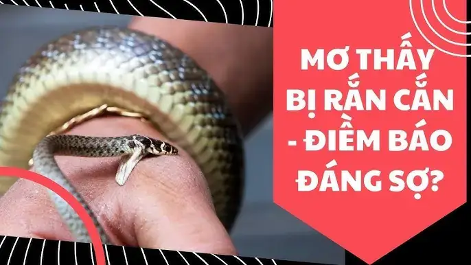 Giải Mã Giấc Mơ Bị Rắn Cắn Vào Tay: Điềm Báo Gì Và Cách Ứng Phó Thông Minh