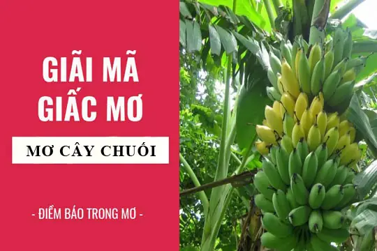 Giải Mã Giấc Mơ Cây Chuối Có Tốt Không: Phân Tích Chi Tiết Ý Nghĩa Và Điềm Báo