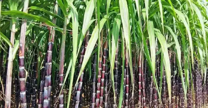 Giải Mã Giấc Mơ Cây Cay Mia: Thông Điệp Tâm Linh & Dự Báo Tương Lai