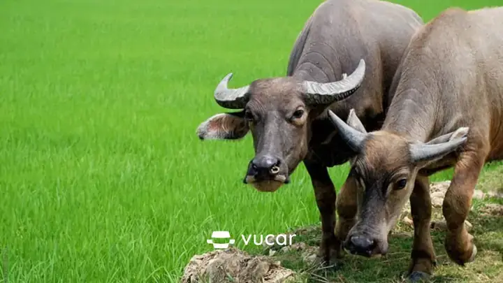 Giải Mã Giấc Mơ Đang Kéo Xe Lên Bờ: Thông Điệp Ẩn Sâu Trong Nỗ Lực Vượt Khó