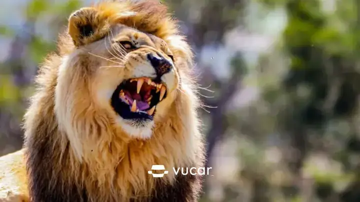 Giải Mã Giấc Mơ Thấy Đánh Bài Có Tú Quý 9: Ý Nghĩa Tâm Lý Và Dự Báo