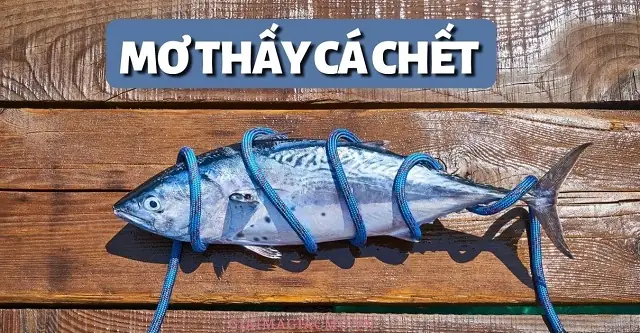 Giải Mã Giấc Mơ Đánh Nhau Chết Người: Những Điềm Báo Và Ý Nghĩa Tâm Linh Sâu Sắc