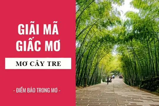 Giải Mã Giấc Mơ Gặp Cây Tre: Ý Nghĩa Đằng Sau Những Giấc Chiêm Bao