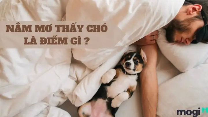 Giải Mã Giấc Mơ Gặp Chó Điên: Điềm Báo Hay Lời Cảnh Tỉnh Từ Tiềm Thức?