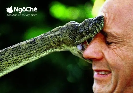 Giải Mã Giấc Mơ Gặp Rắn: Điềm Lành Hay Dữ Và Con Số May Mắn Ẩn Sau