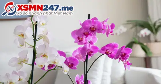 Giải Mã Giấc Mơ Hoa Phong Lan: Điềm Báo, Ý Nghĩa Và Con Số May Mắn