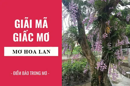 Giải Mã Giấc Mơ Hoa Phong Lan: Điềm Báo, Ý Nghĩa Và Con Số May Mắn