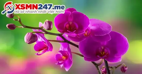 Giải Mã Giấc Mơ Hoa Phong Lan: Điềm Báo, Ý Nghĩa Và Con Số May Mắn