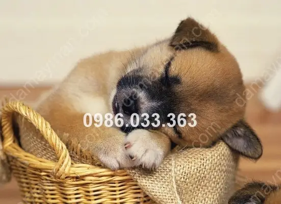 Giải Mã Giấc Mơ Thấy Mèo: Những Điềm Báo Và Ý Nghĩa Đằng Sau