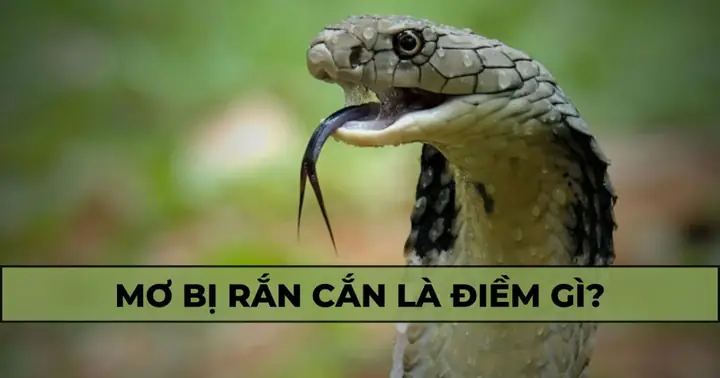 Giải Mã Giấc Mơ Rắn Hổ Mang Cắn: Điềm Báo Hay Phản Ánh Tiềm Thức?