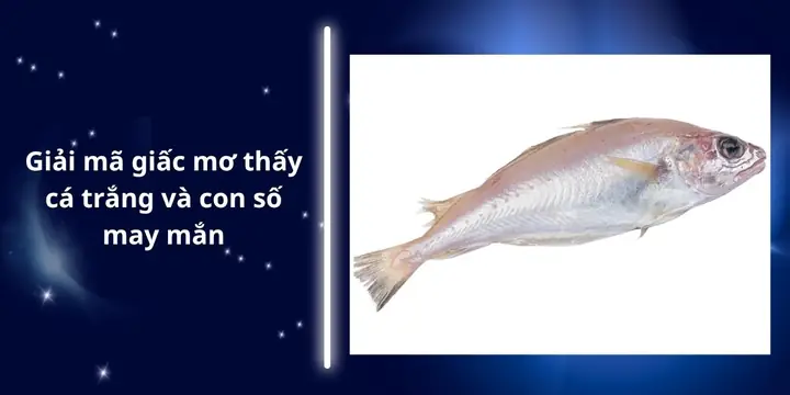 Giải Mã Giấc Mơ Rụng Răng Cửa: Ý Nghĩa Tâm Linh, Điềm Báo Và Con Số May Mắn