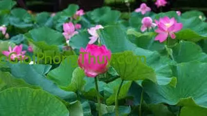 Giải Mã Giấc Mơ Thấy Ao Sen: Những Điềm Báo Và Ý Nghĩa Tâm Linh Sâu Sắc