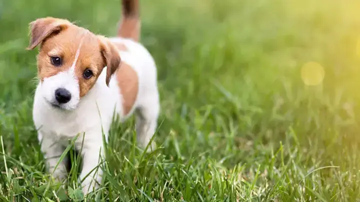 Giải Mã Giấc Mơ Thấy Bạch Long: Ý Nghĩa, Điềm Báo Và Các Trường Hợp Cụ Thể