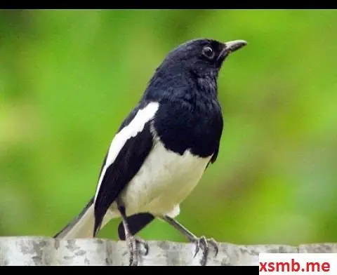 Giải Mã Giấc Mơ Thấy Bắt Chim: Điềm Báo Và Ý Nghĩa Sâu Xa Từ Tiềm Thức